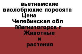 вьетнамские вислобрюхие поросята › Цена ­ 1 500 - Челябинская обл., Магнитогорск г. Животные и растения » Другие животные   . Челябинская обл.,Магнитогорск г.